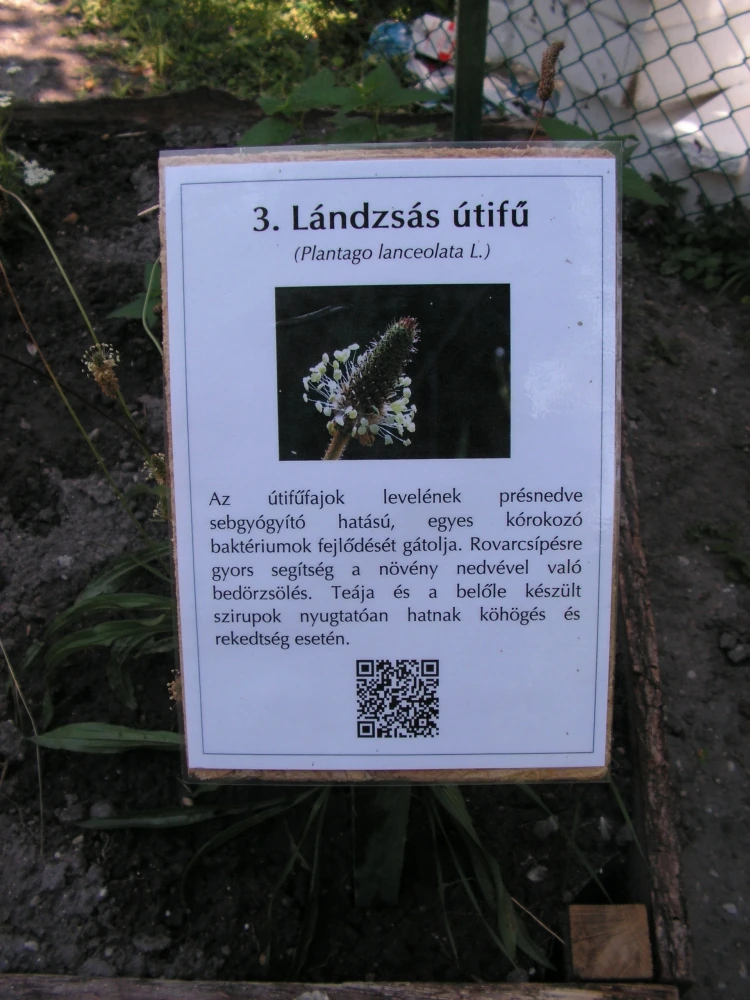 Rehabilitációs kert - Lándzsás utifű